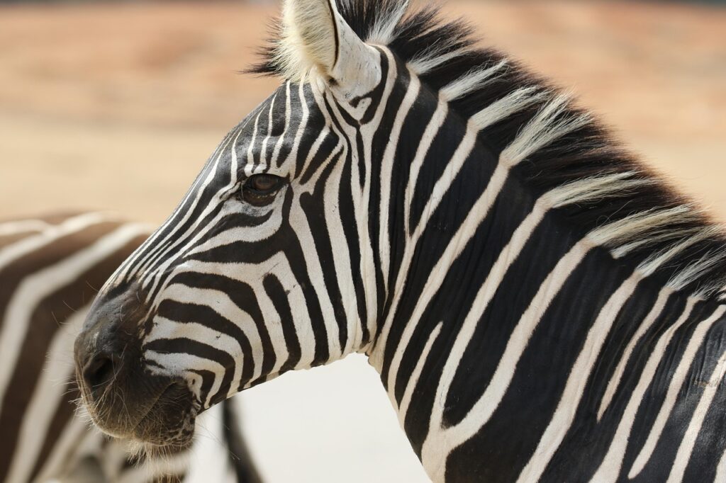 zebra, stripes, wildlife, animal, safari, nature, portrait