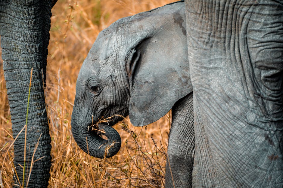 Cute baby elephant in Mikumi, Tanzania surrounded by nature during a safari.